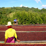 Ayla Bombe. Café de Etiopía, Sidama. Natural - Artisancoffee