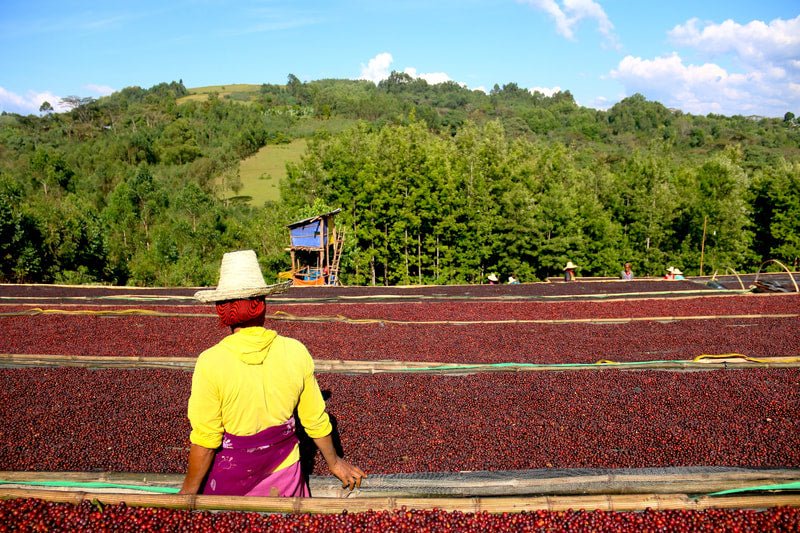 Ayla Bombe. Café de Etiopía, Sidama. Natural - Artisancoffee