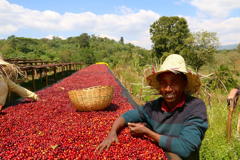 Ayla Bombe. Café de Etiopía, Sidama. Natural - Artisancoffee