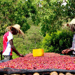 Ayla Bombe. Café de Etiopía, Sidama. Natural - Artisancoffee