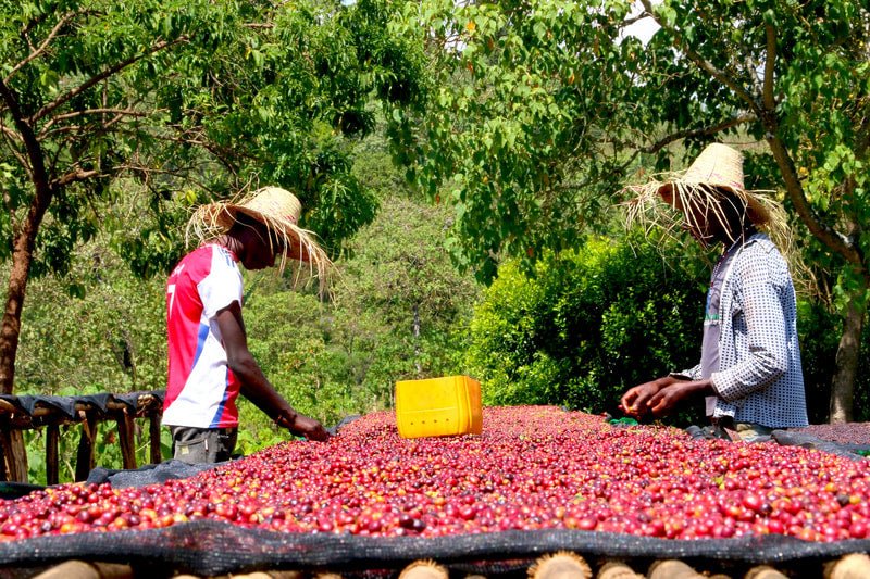 Ayla Bombe. Café de Etiopía, Sidama. Natural - Artisancoffee