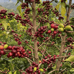 Bourbon Mora Silvestre – Café de Colombia · Co - fermentado · Finca La Reserva - Artisancoffee