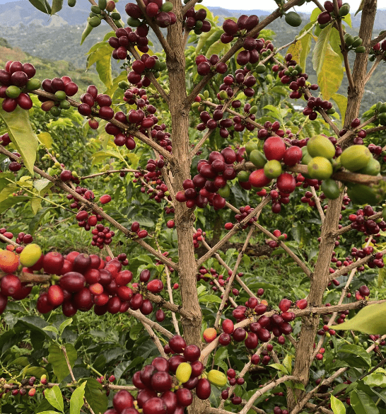 Bourbon Mora Silvestre – Café de Colombia · Co - fermentado · Finca La Reserva - Artisancoffee