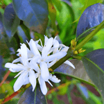 Bourbon Mora Silvestre – Café de Colombia · Co - fermentado · Finca La Reserva - Artisancoffee