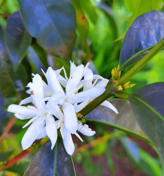 Bourbon Mora Silvestre – Café de Colombia · Co - fermentado · Finca La Reserva - Artisancoffee