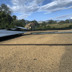 Bourbon Mora Silvestre – Café de Colombia · Co - fermentado · Finca La Reserva - Artisancoffee