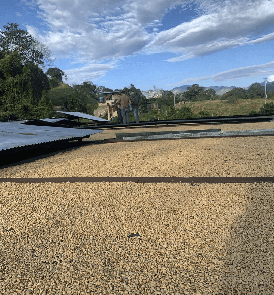 Bourbon Mora Silvestre – Café de Colombia · Co - fermentado · Finca La Reserva - Artisancoffee