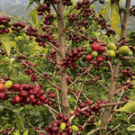 Bourbon Mora Silvestre – Café de Colombia · Co - fermentado · Finca La Reserva - Artisancoffee