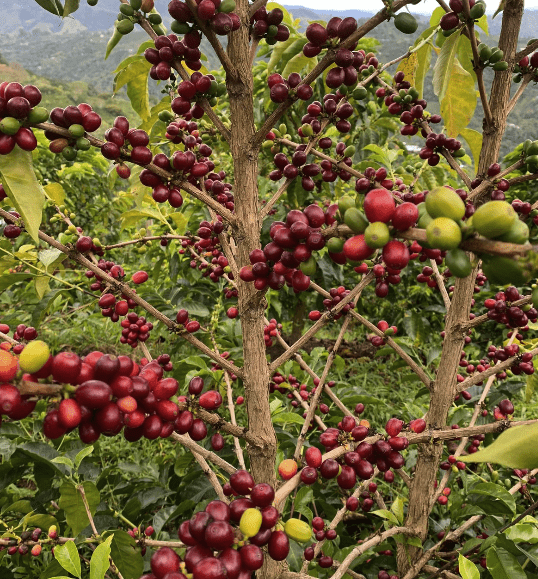 Bourbon Mora Silvestre – Café de Colombia · Co - fermentado · Finca La Reserva - Artisancoffee