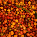 Bourbon Mora Silvestre – Café de Colombia · Co - fermentado · Finca La Reserva - Artisancoffee