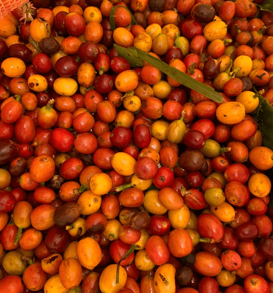 Bourbon Mora Silvestre – Café de Colombia · Co - fermentado · Finca La Reserva - Artisancoffee