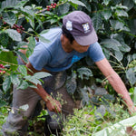 Buenos Aires. Café de Nicaragua. Natural. - Artisancoffee