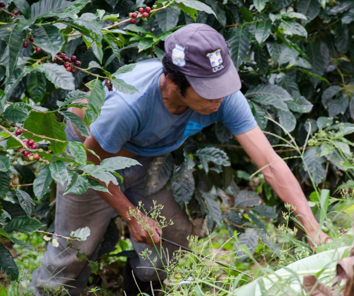 Buenos Aires. Café de Nicaragua. Natural. - Artisancoffee