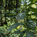 Café de Mexico - Ensambles - Café lavado para espresso, moka y superautomática - Artisancoffee