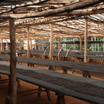 Chania Estate. Café de Kenia. Natural. - Artisancoffee