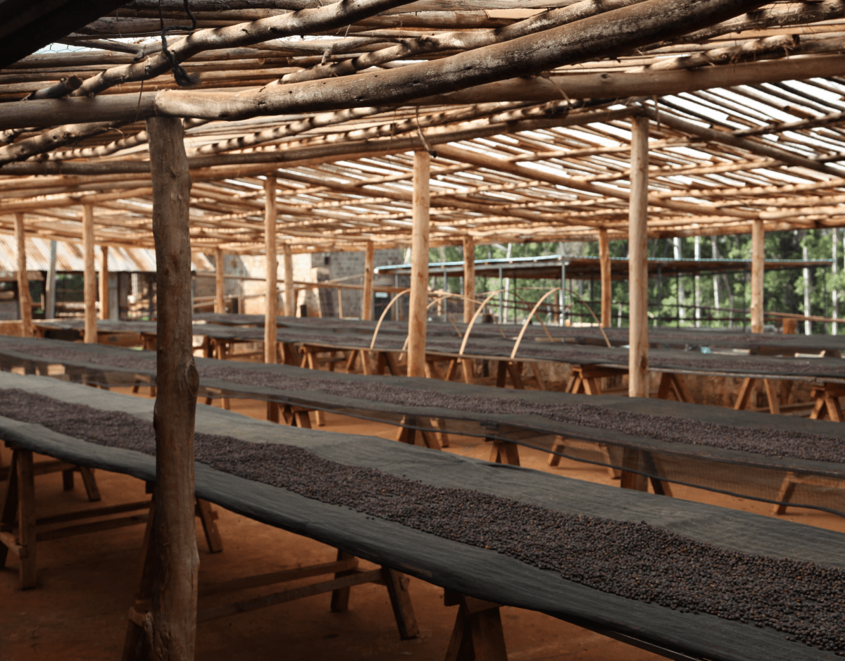 Chania Estate. Café de Kenia. Natural. - Artisancoffee