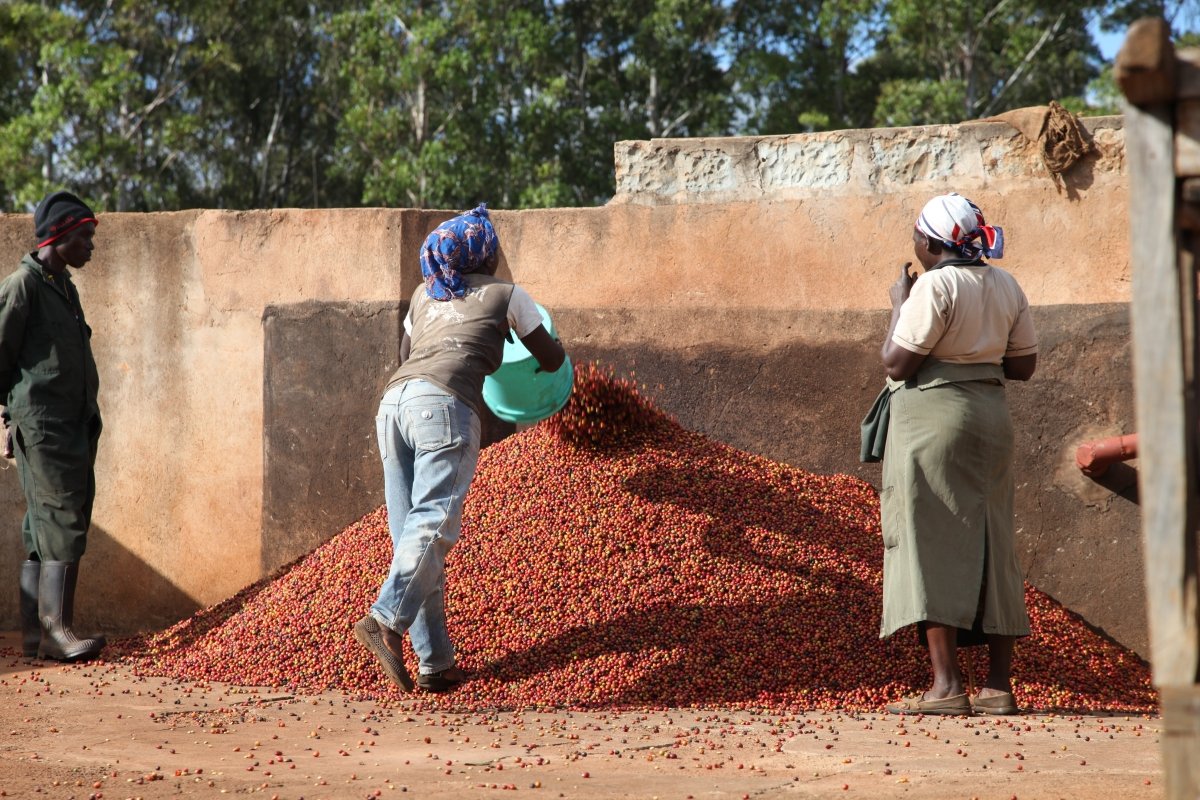 Chania Estate. Café de Kenia. Natural. - Artisancoffee