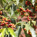 Chania Estate. Café de Kenia. Natural. - Artisancoffee
