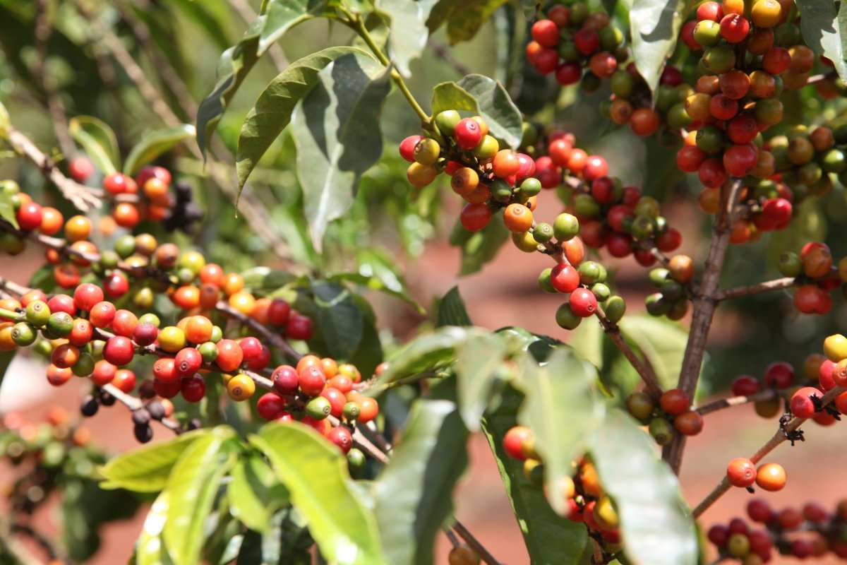Chania Estate. Café de Kenia. Natural. - Artisancoffee