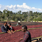 Dambi Uddo. Café de Etiopía. Natural. Guji - Artisancoffee