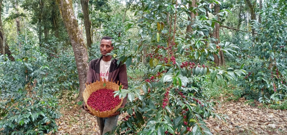 Dambi Uddo. Café de Etiopía. Natural. Guji - Artisancoffee