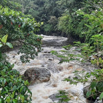 Descafeinado Sugar Cane de Colombia. Región de Cauca - Artisancoffee