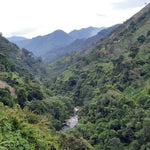 Descafeinado Sugar Cane de Colombia. Región de Cauca - Artisancoffee