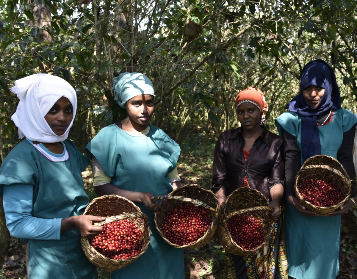 Echemo. Café de Etiopía. Natural. - Artisancoffee