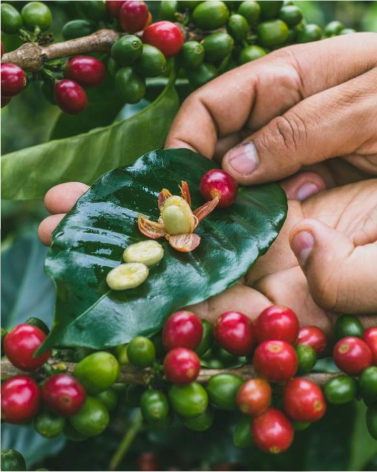 Fruta de la Pasión. Monteblanco. Café de Colombia. Cofermentado - Artisancoffee