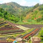 Gasharu. Café de Ruanda. Anaeróbico Natural. - Artisancoffee