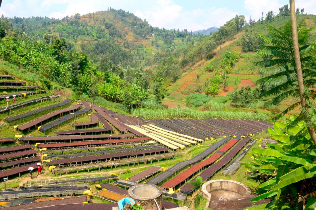 Gasharu. Café de Ruanda. Anaeróbico Natural. - Artisancoffee