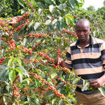 Getuya. Café de Kenia. Lavado con Doble Fermentación - Artisancoffee