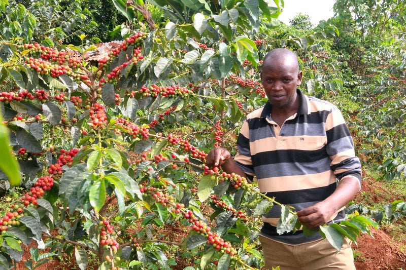 Getuya. Café de Kenia. Lavado con Doble Fermentación - Artisancoffee