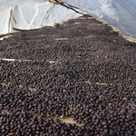 Gundira – Café de especialidad de Etiopía natural - Artisancoffee