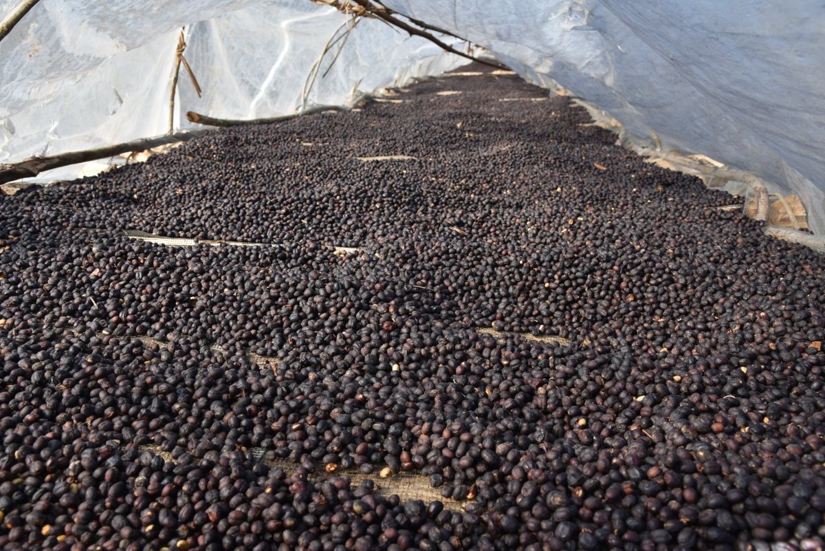 Gundira – Café de especialidad de Etiopía natural - Artisancoffee