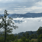 Gundira – Café de especialidad de Etiopía natural - Artisancoffee