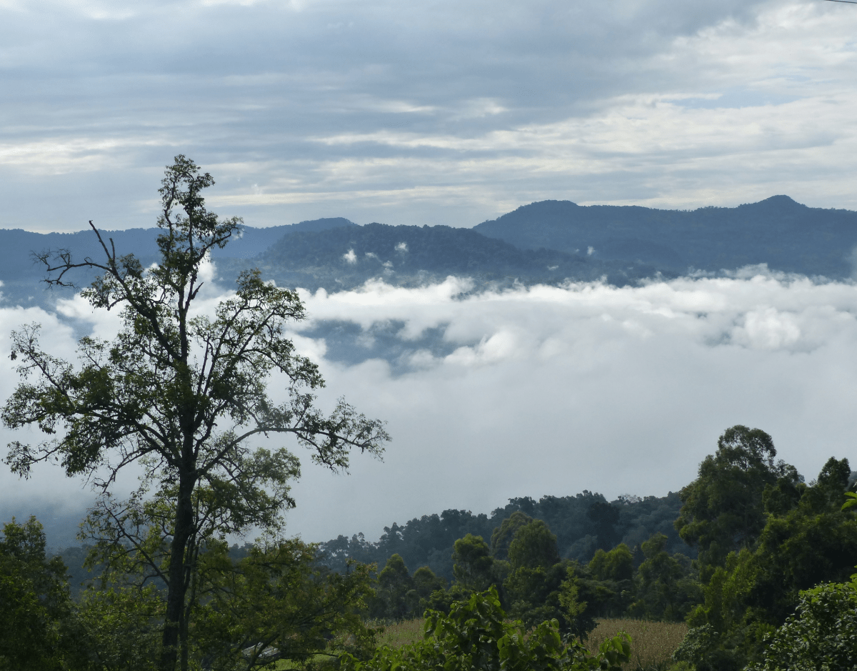 Gundira – Café de especialidad de Etiopía natural - Artisancoffee