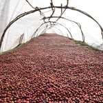 Gundira – Café de especialidad de Etiopía natural - Artisancoffee