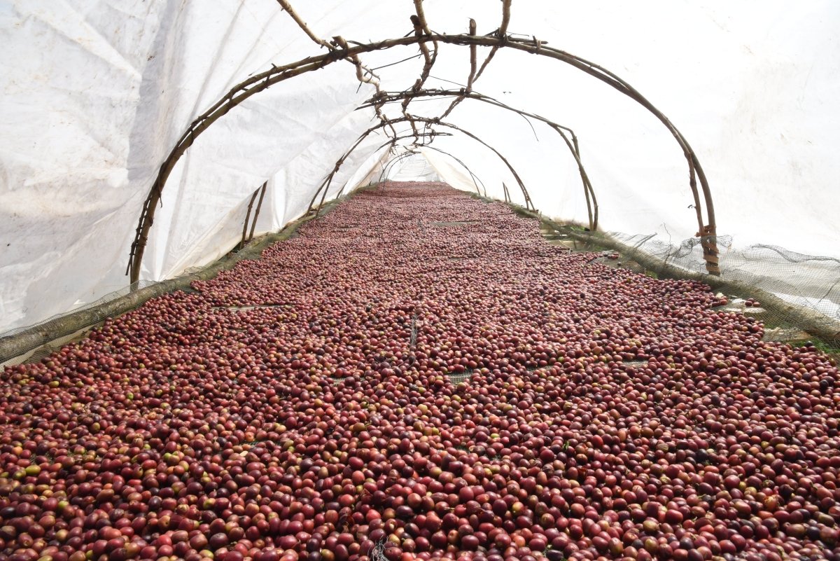 Gundira – Café de especialidad de Etiopía natural - Artisancoffee