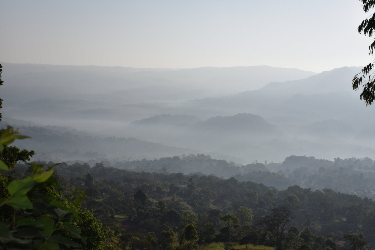 Gundira – Café de especialidad de Etiopía natural - Artisancoffee