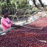 Gundira – Café de especialidad de Etiopía natural - Artisancoffee