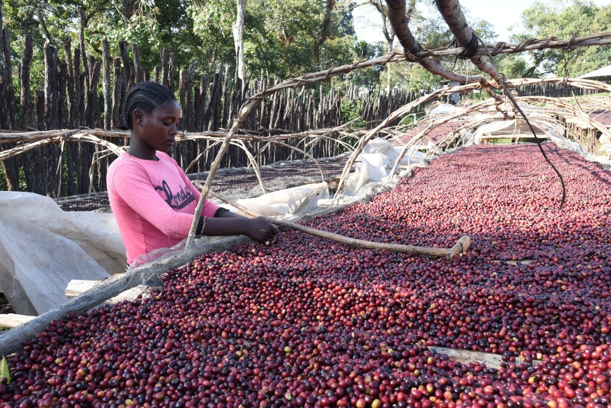Gundira – Café de especialidad de Etiopía natural - Artisancoffee