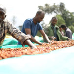 Halo Beriti Winey. Café de Etiopía. Edición especial Navidad - Artisancoffee