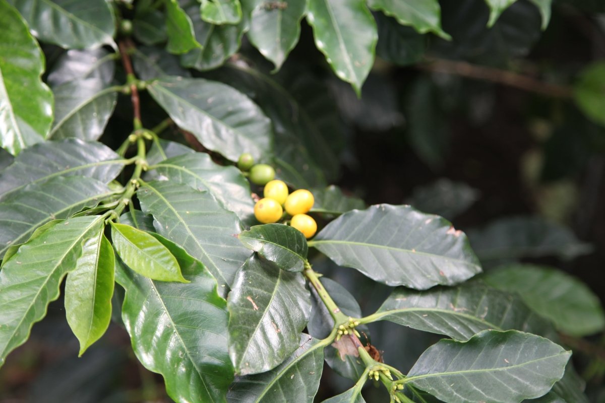 Las Terrazas del Pisque. Café de Ecuador. Lavado. - Artisancoffee