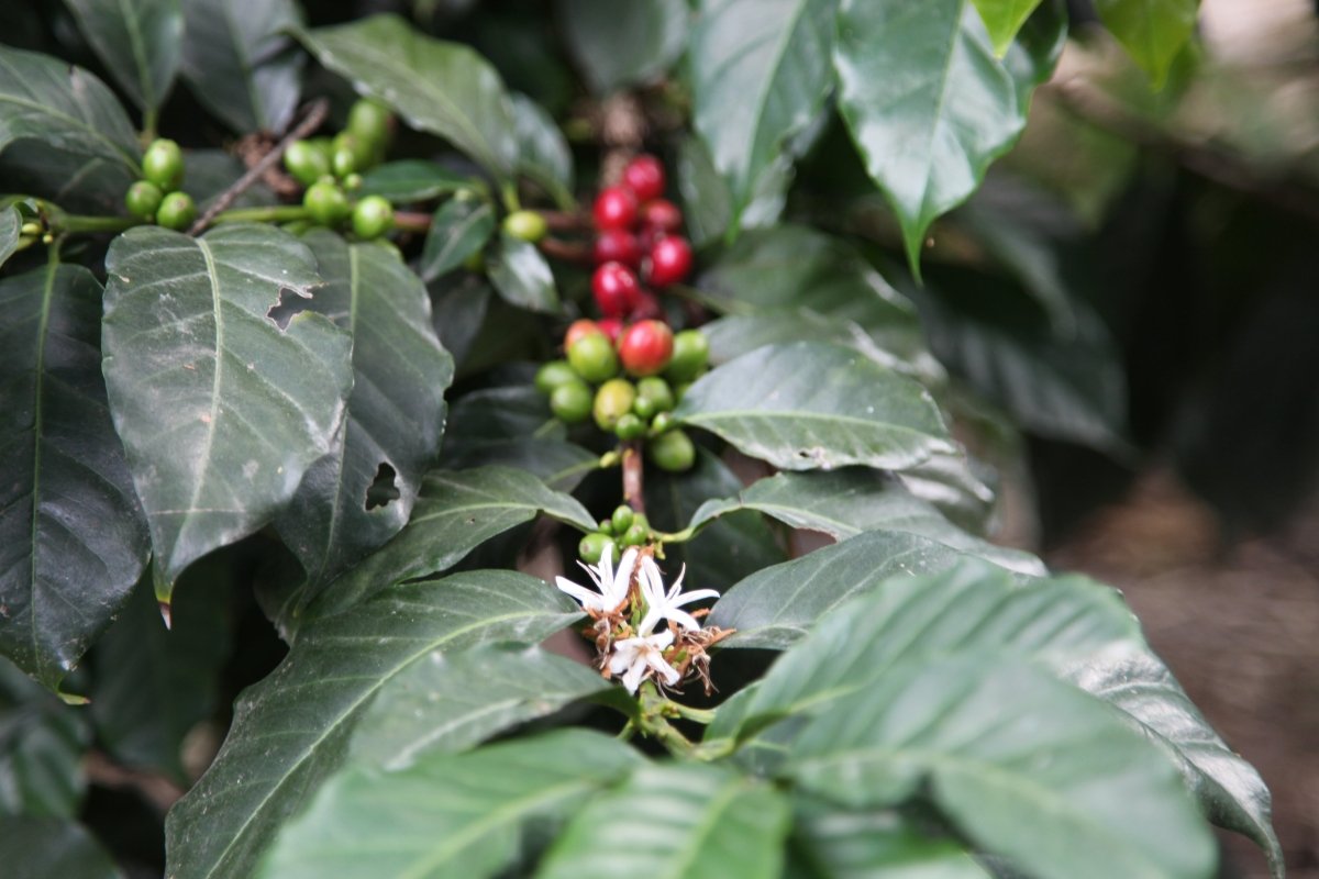 Las Terrazas del Pisque. Café de Ecuador. Lavado. - Artisancoffee