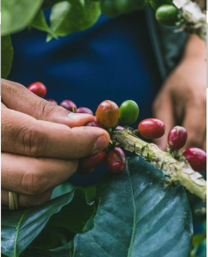 Mango Monteblanco. Café de Colombia. Cofermentado - Artisancoffee