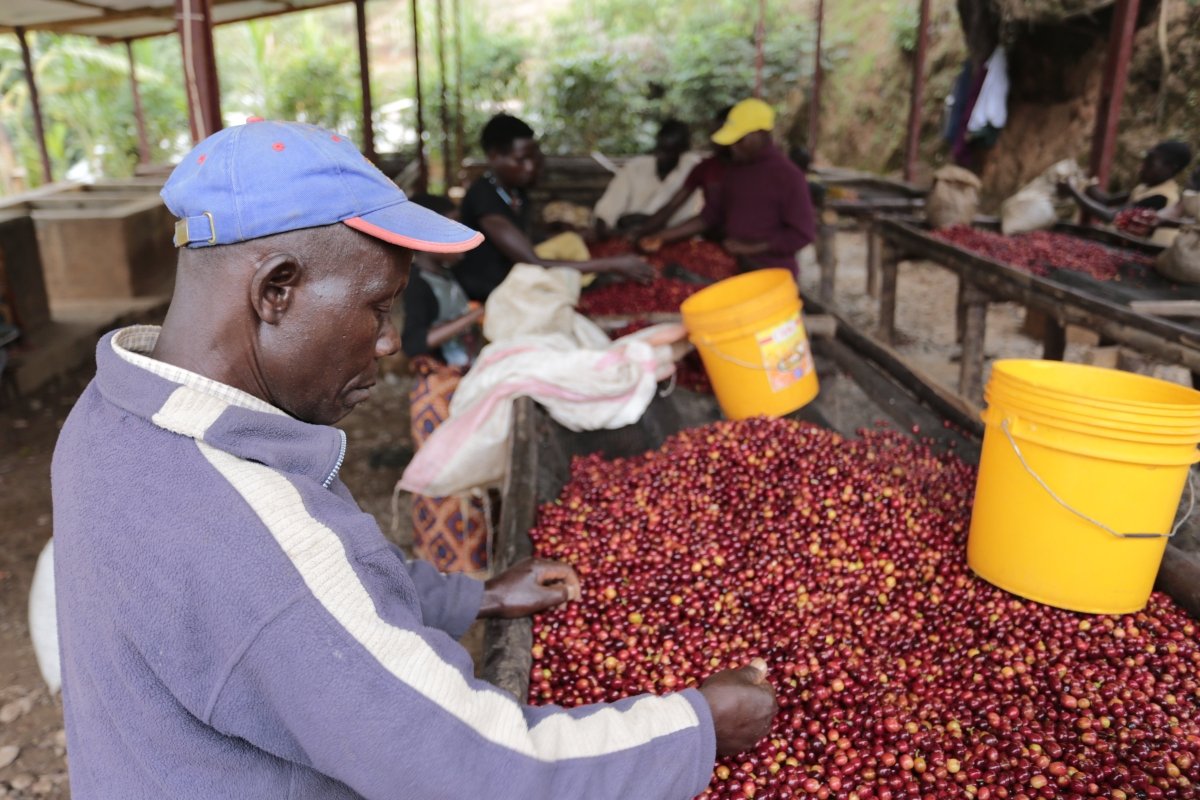 Migoti Lote 8. Café de Burundi. Natural - Artisancoffee