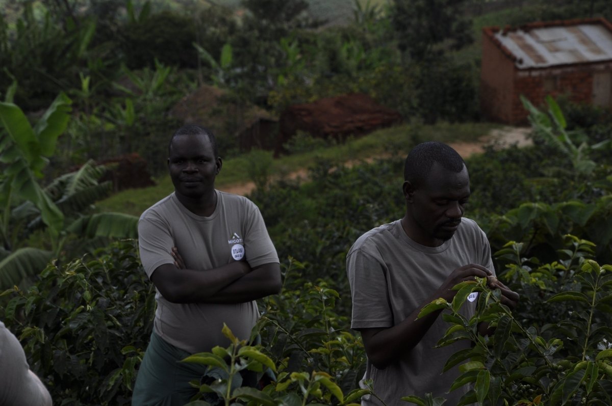 Migoti Lote 8. Café de Burundi. Natural - Artisancoffee