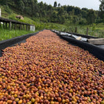 Pitta – Café de especialidad de Uganda Yellow Honey - Artisancoffee