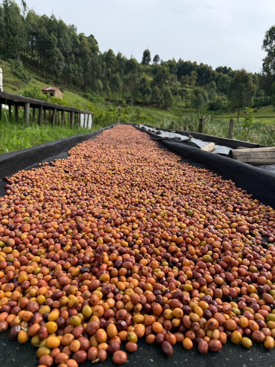 Pitta – Café de especialidad de Uganda Yellow Honey - Artisancoffee